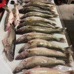 Walleye Fishing Charter Detroit River