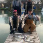 Walleye Fishing Charter Detroit River