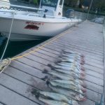 Walleye Fishing Charter Detroit River