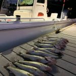 Walleye Fishing Charter Detroit River