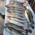 Walleye Fishing Charter Detroit River